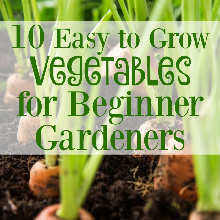 Vegetable gardening beginners guide garden plant veggie instructions diy Vegetable gardening beginners guide garden plant veggie instructions diy