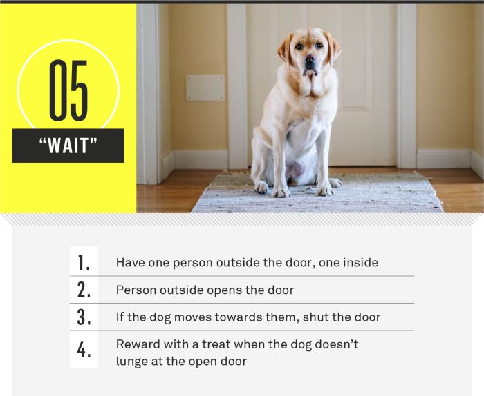 Dog training commands basic pets teach june