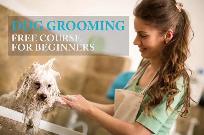 Grooming dogs topdogtips beginner Grooming dogs topdogtips beginner
