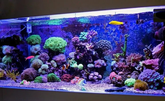 How to Set Up an Aquarium: 10 Steps to a Thriving Aquatic Environment