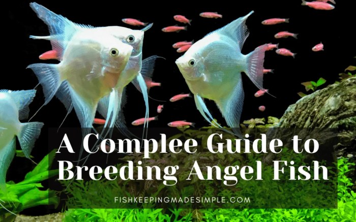 Fish breeding breed tips easy Fish breeding breed tips easy