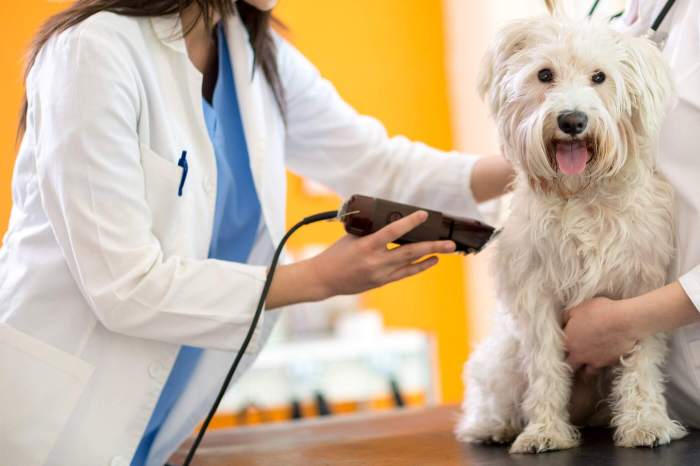 Grooming dog groom clippers pets steps five using products Grooming dog groom clippers pets steps five using products