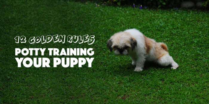 Schedule puppy training potty dog puppies train dogs age crate tips choose board article