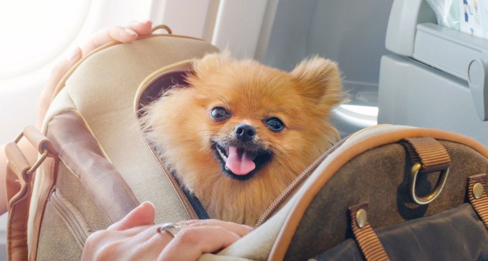 Dog traveling travel tips vacation pets excited pup go handful bring super re but can