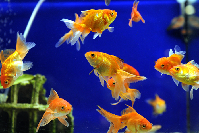 How to Care for Fish: 7 Tips for Keeping Your Fish Healthy