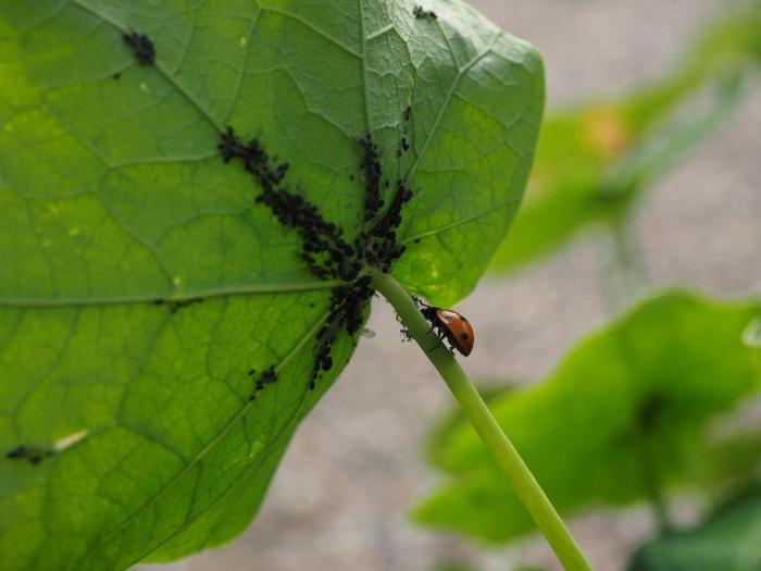 How to Control Pests and Diseases: 12 Organic Gardening Methods