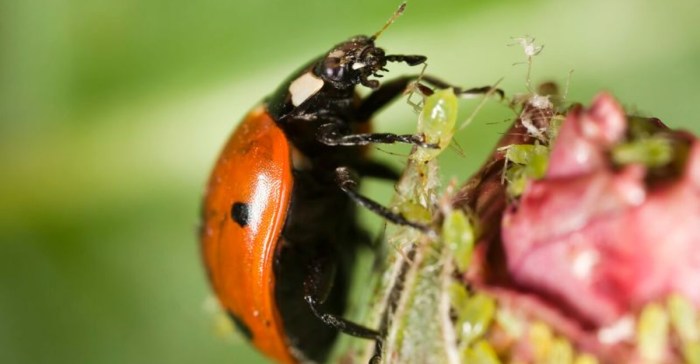 How to Control Pests and Diseases: 12 Organic Gardening Methods