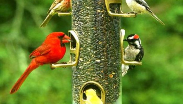 Birds attract bird feeders these feeder article attracting yard choose board backyard