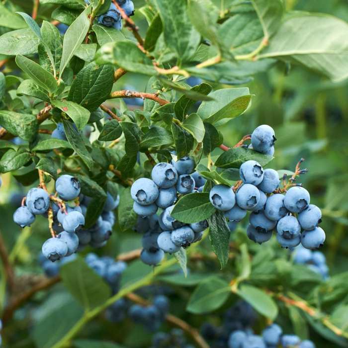 Edible landscaping bushes brambles Edible landscaping bushes brambles