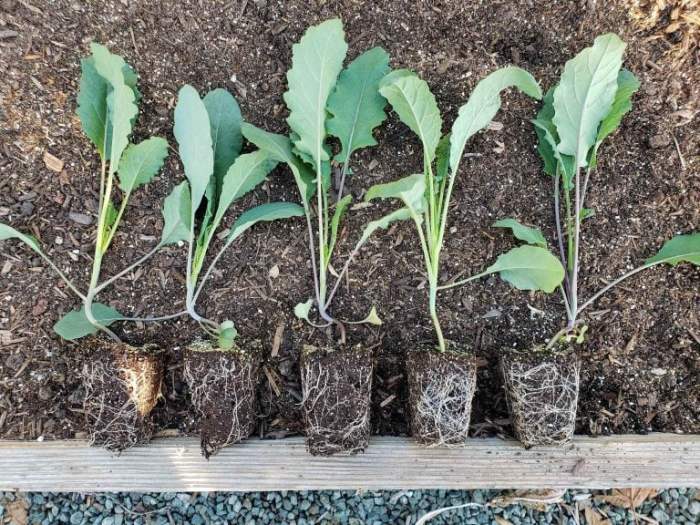 Seedlings potting familyfoodgarden transplant repotting fantastic skill pots Seedlings potting familyfoodgarden transplant repotting fantastic skill pots